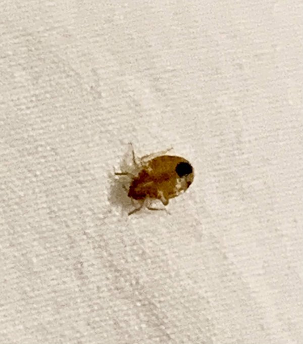 Comment reconnaître une infestation de punaises de lit à la maison ?