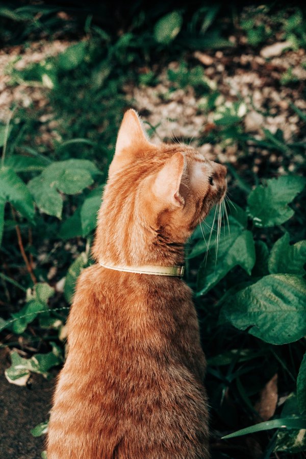 des idées pour créer un jardin avec une mare pour attirer la faune aquatique