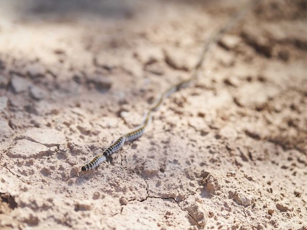 Les chenilles processionnaires : en quoi sont-elles nuisibles et comment les éliminer efficacement ?