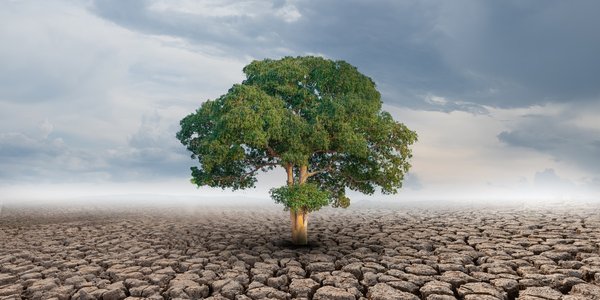 Comment cultiver efficacement des plantes aromatiques en climat aride ?