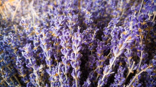 Comment choisir et installer des volets roulants solaires ?