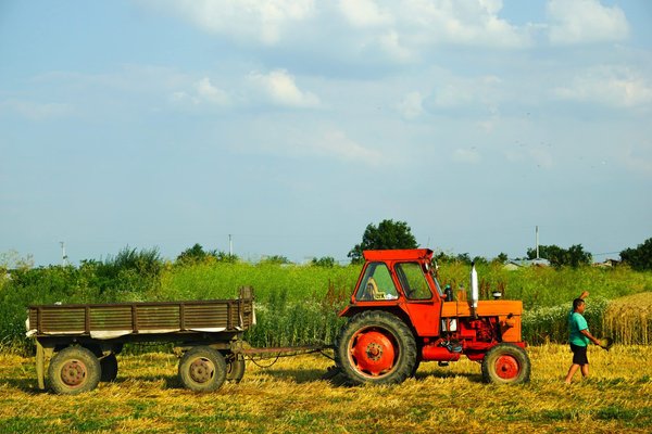 Comment intégrer des plantes grimpantes comestibles dans la conception d'un balcon ?