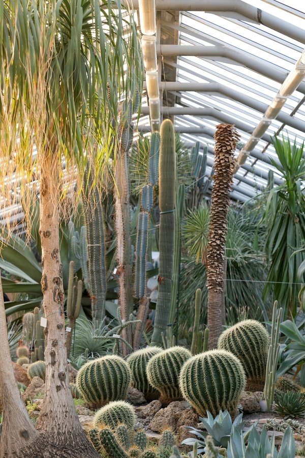 Quelles plantes choisir pour un jardin sec nécessitant peu d'entretien ?